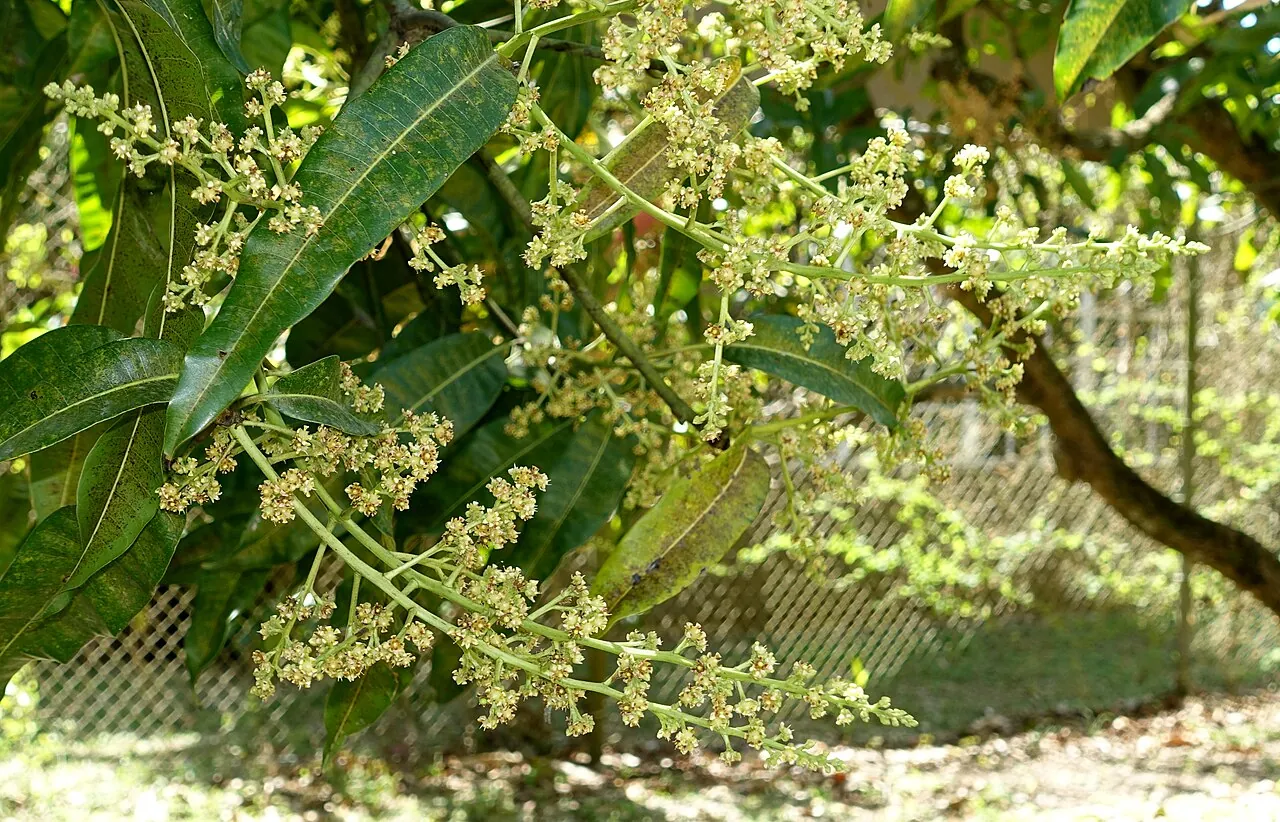 Kuwini, photo 1