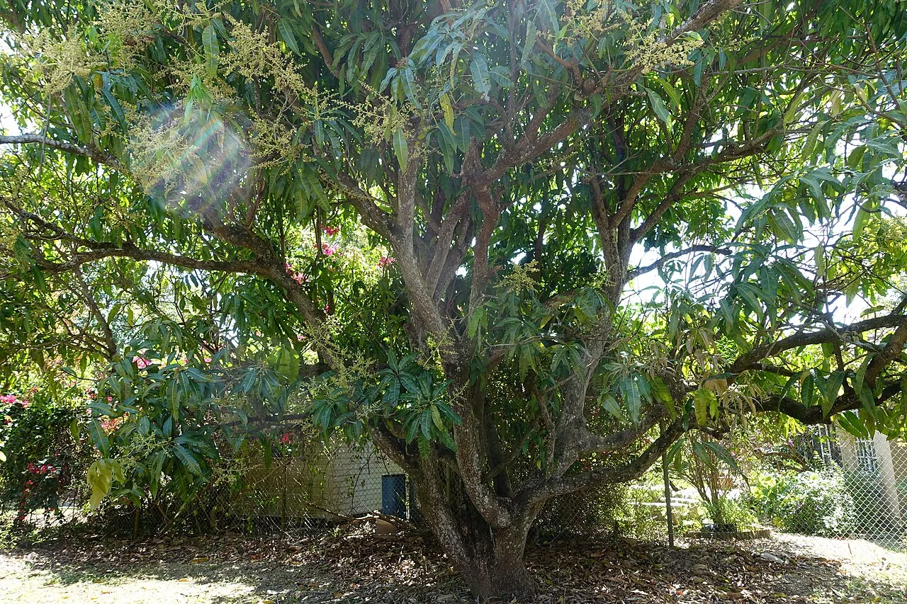 Kuwini, photo 2