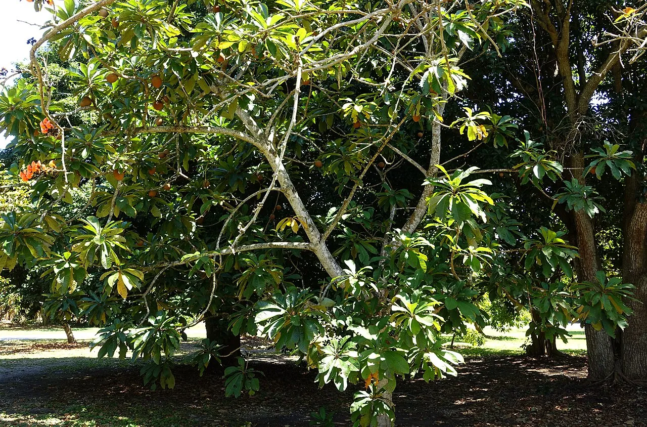 Mamey sapote, photo 2