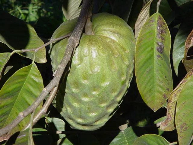 Cherimoya, photo 1