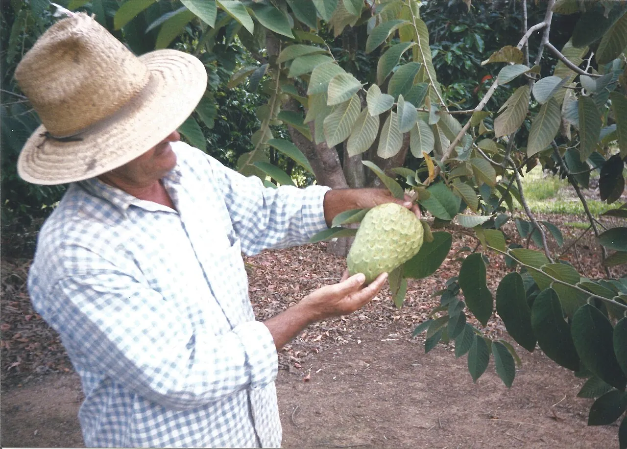 Cherimoya, photo 3