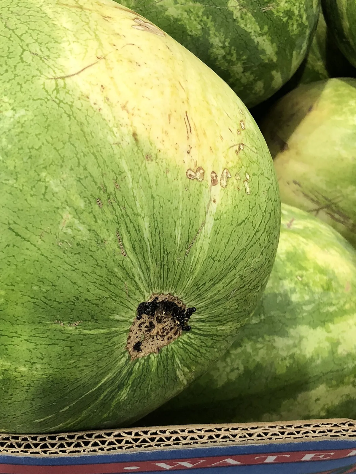 Watermelon, photo 3