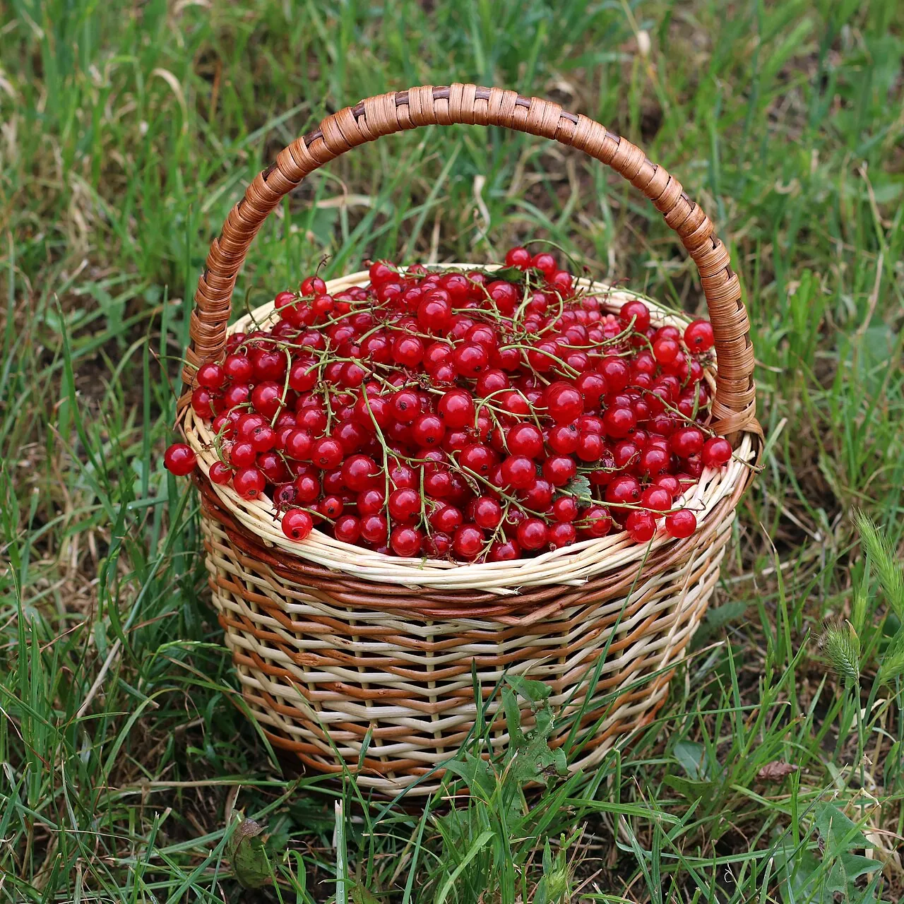 Redcurrant, photo 1