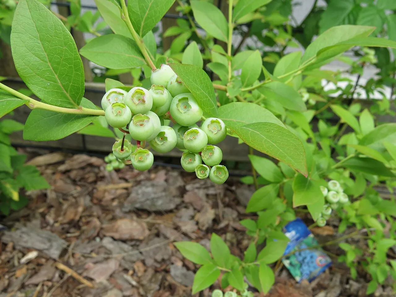 Blueberry, photo 2