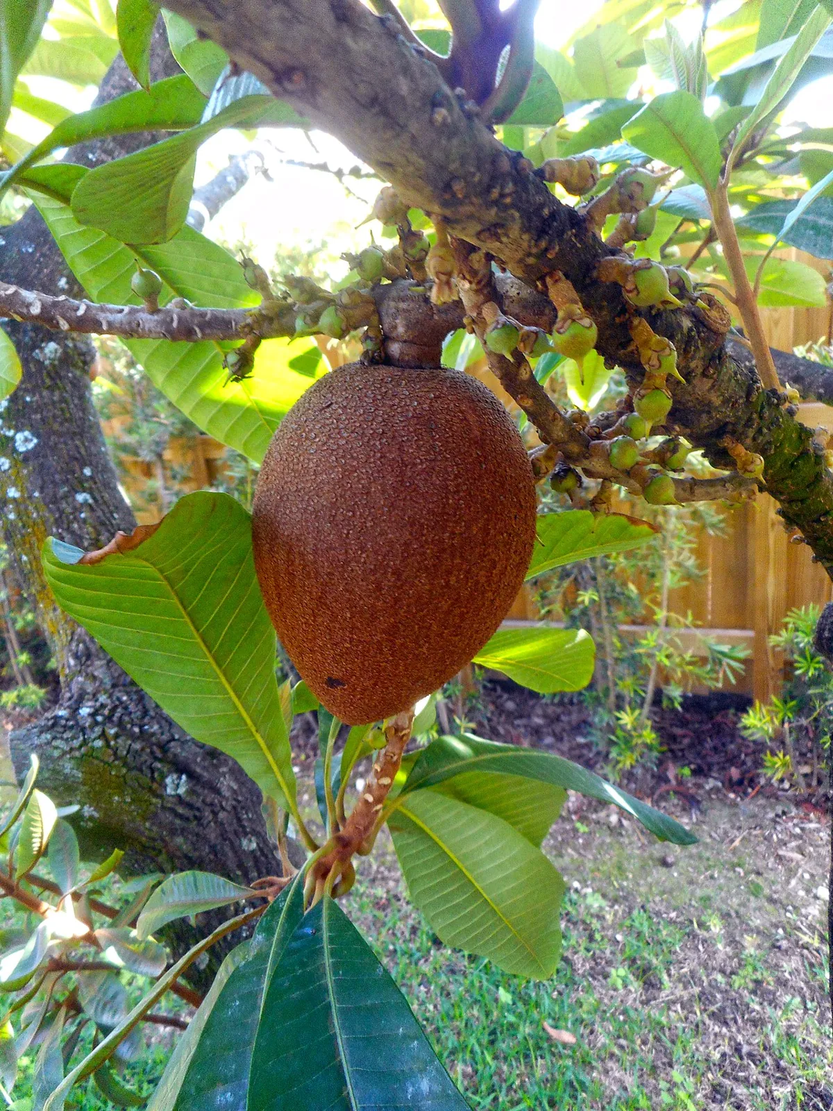 Mamey sapote, photo 3