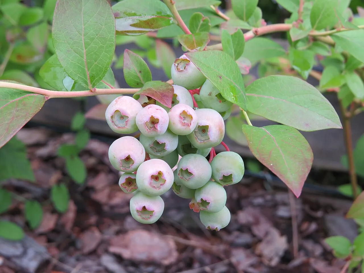 Blueberry, photo 4