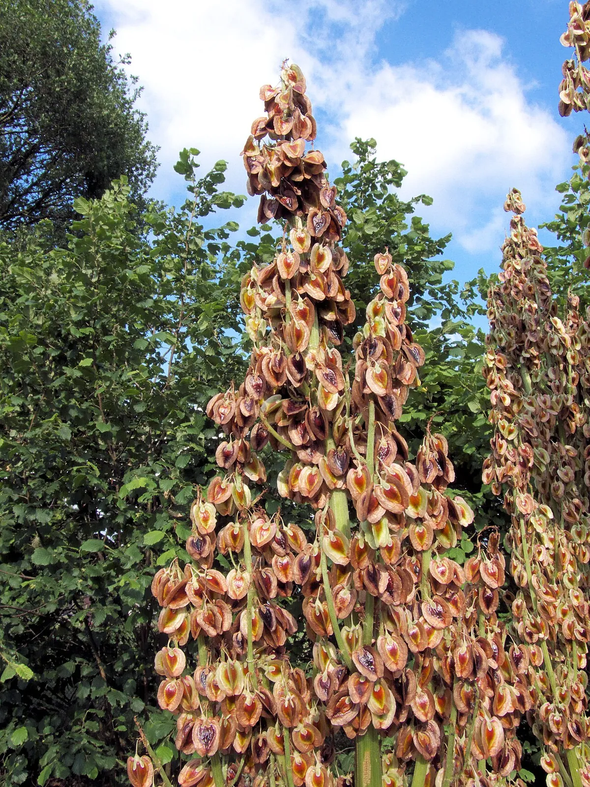 Rhubarb, photo 3