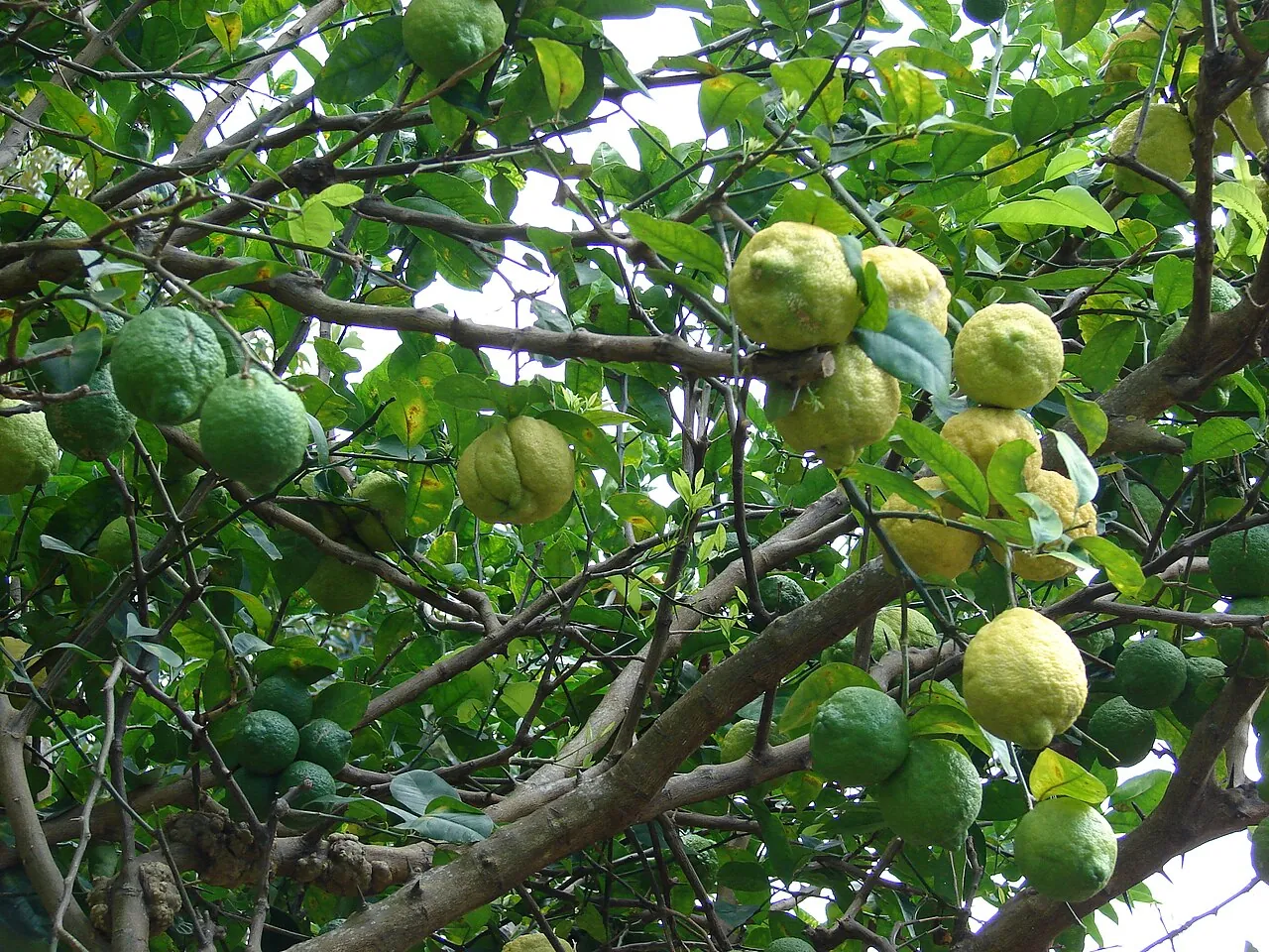 Rough lemon, photo 1