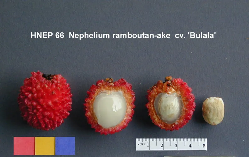 Pulasan, photo 2