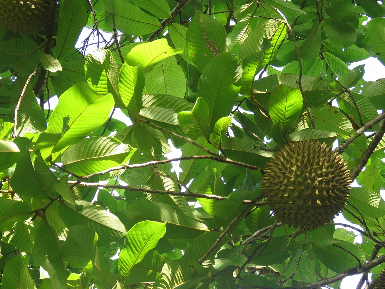 Soncoya, photo 2