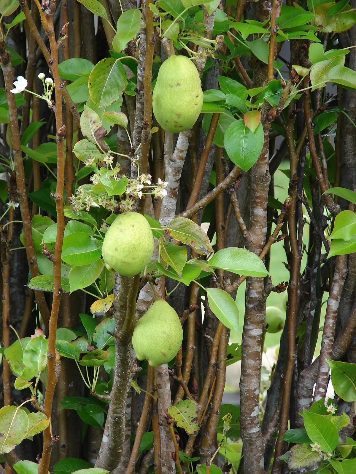 Pear, photo 2