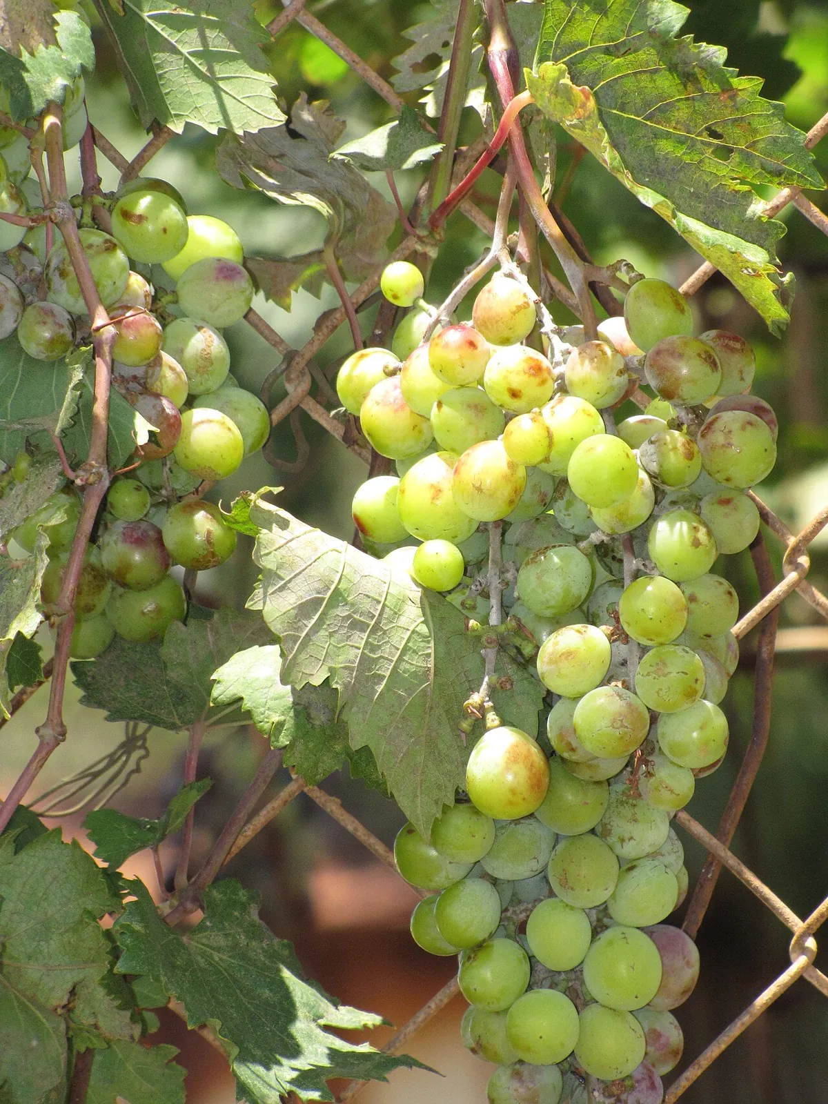Grape, photo 4