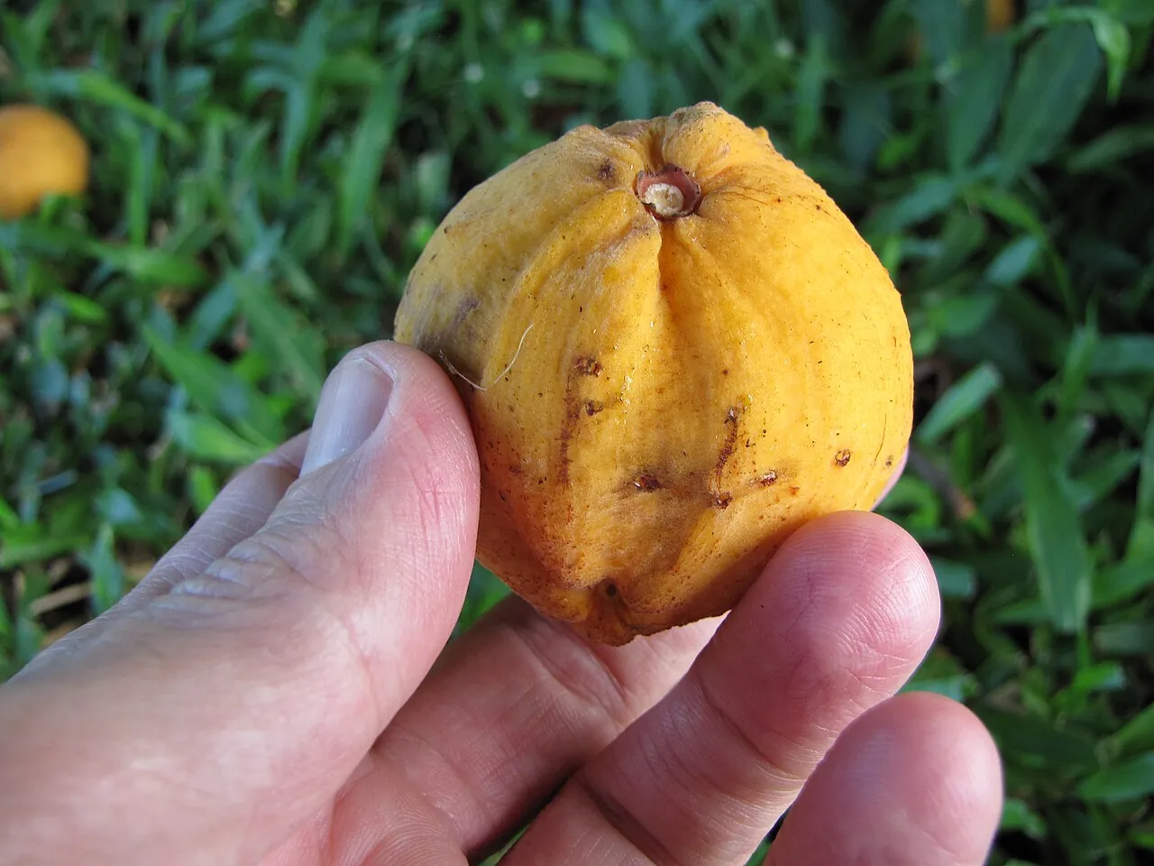 Santol, photo 3