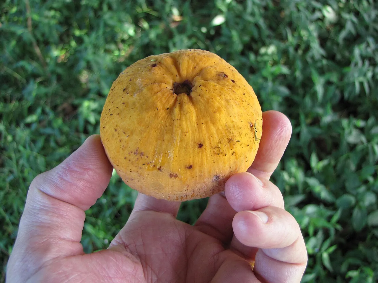 Santol, photo 2