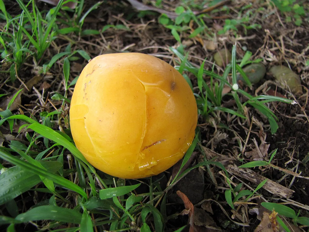 Gamboge fruit, photo 1