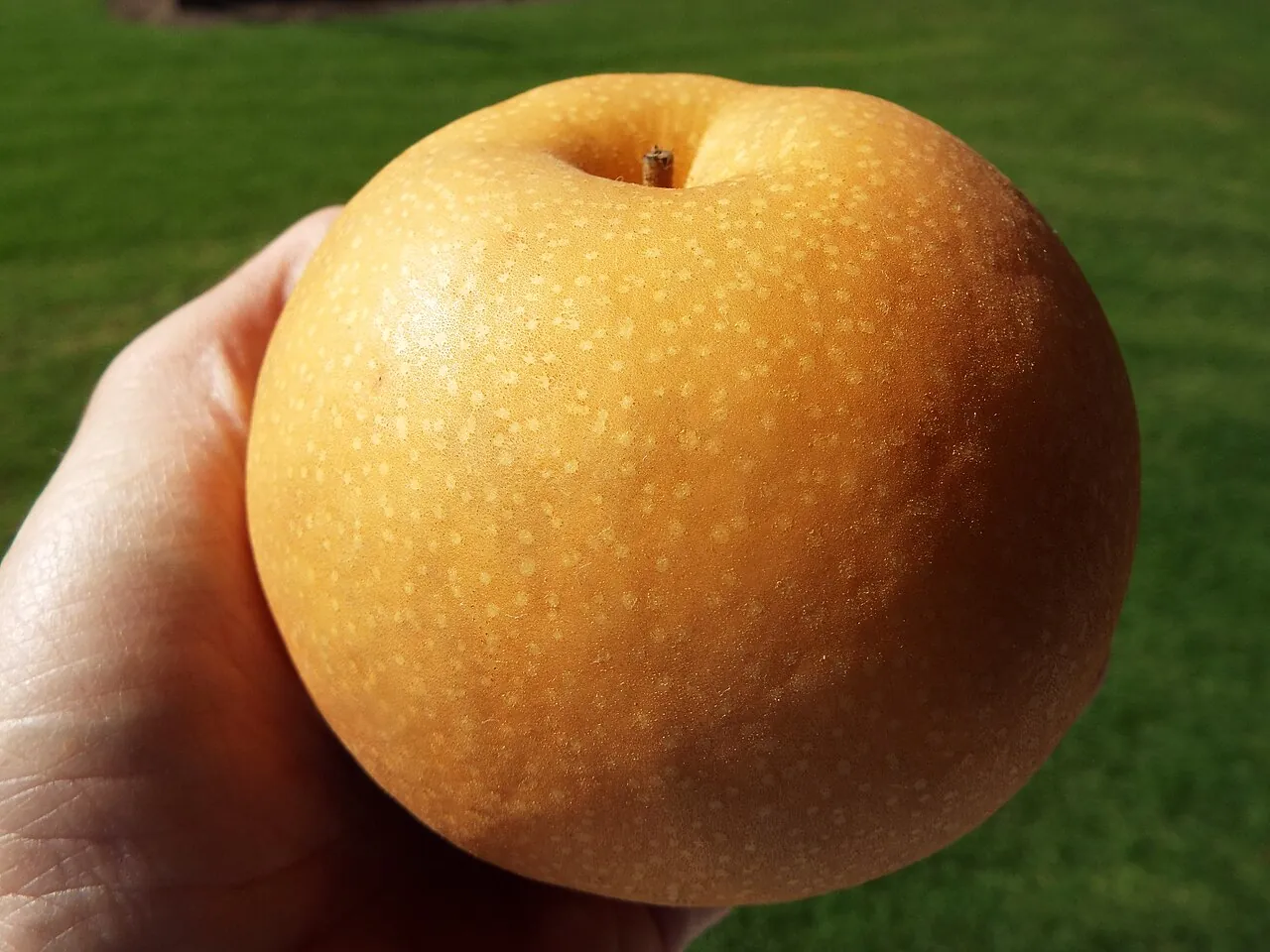 Pear, photo 3