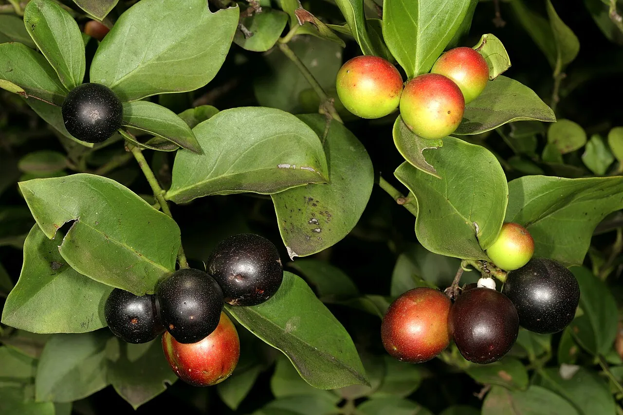 Conkerberry, photo 2