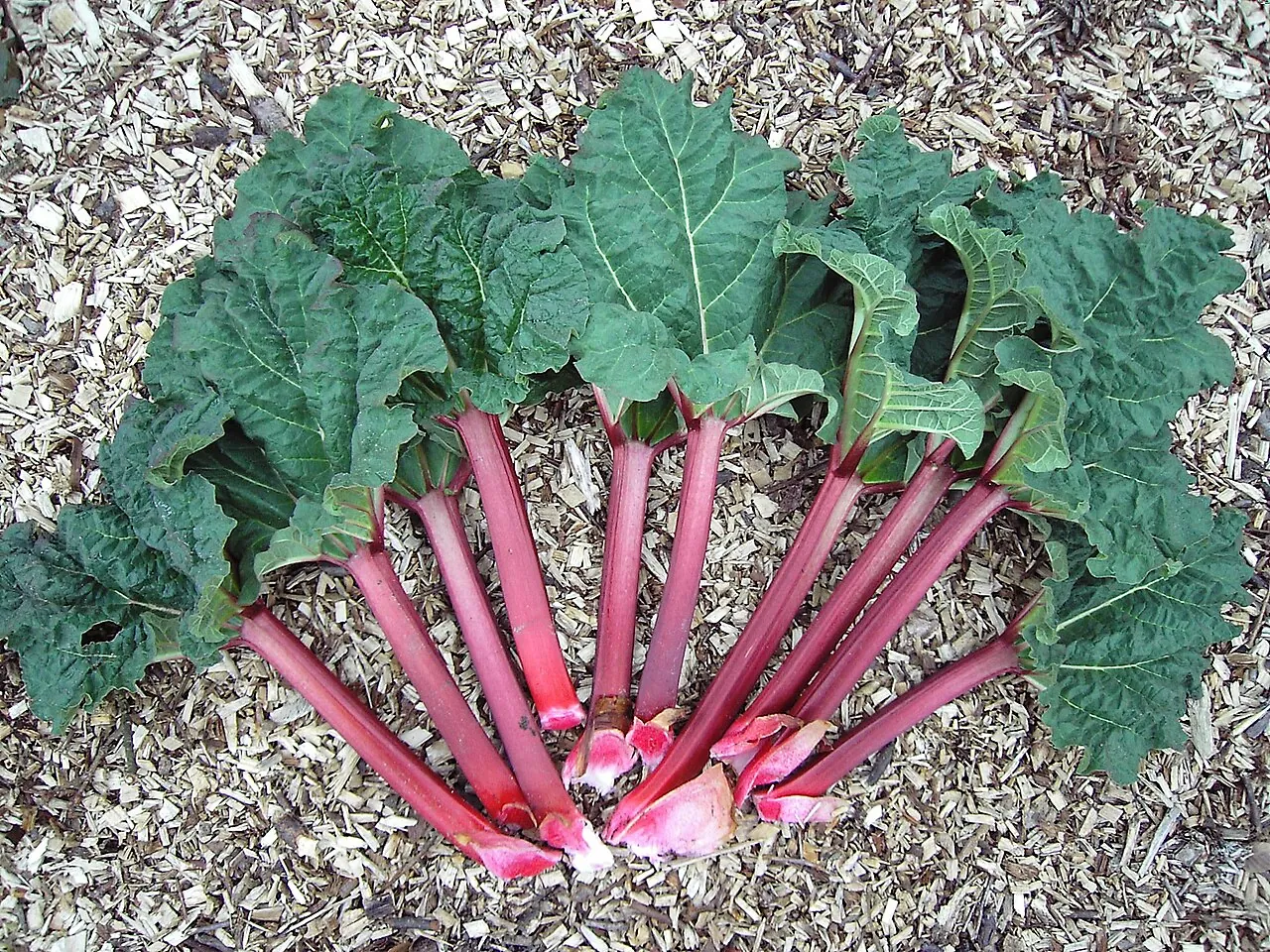 Rhubarb, photo 1