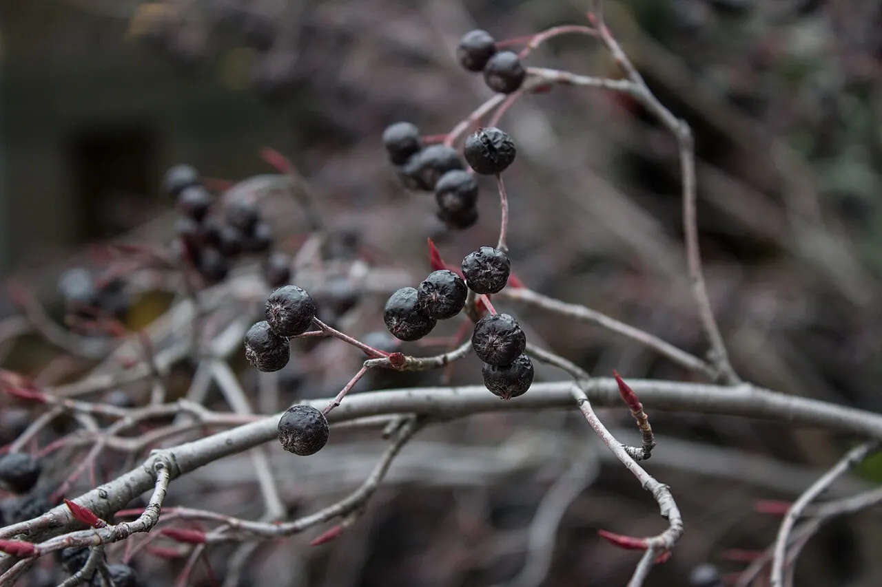Chokeberry, photo 3