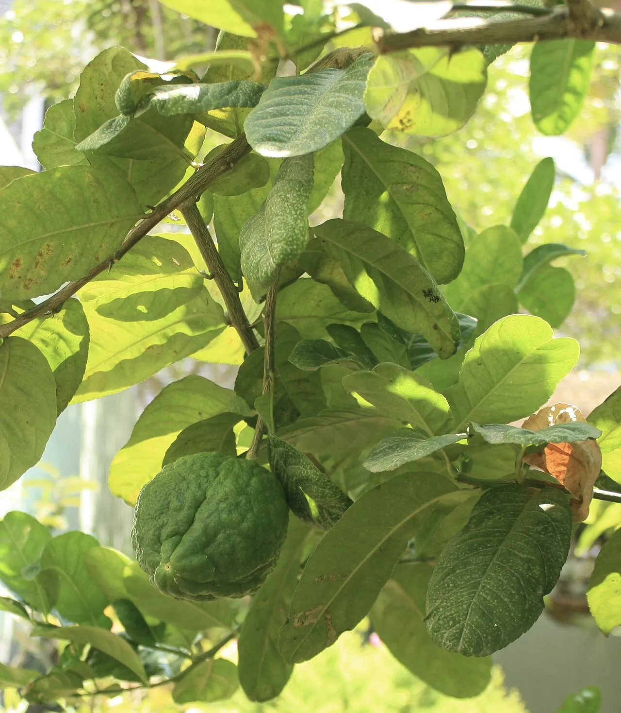 Citron, photo 3