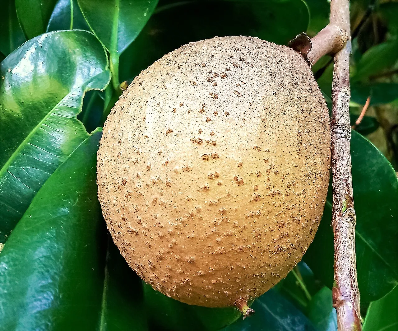 Mammee apple, photo 3