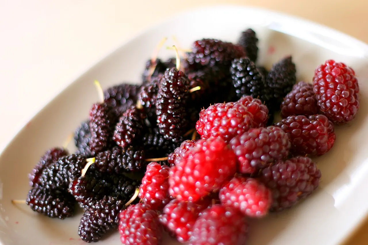 Loganberry, photo 3