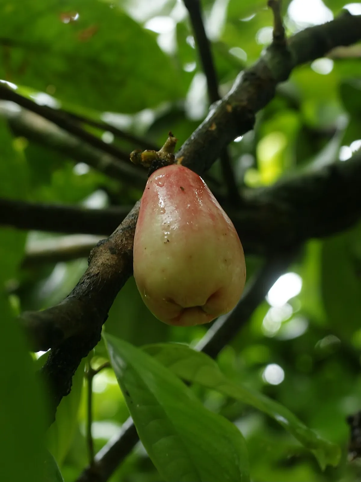 Malay apple, photo 2