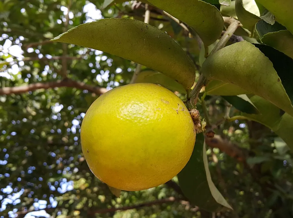 Sweet lime, photo 1