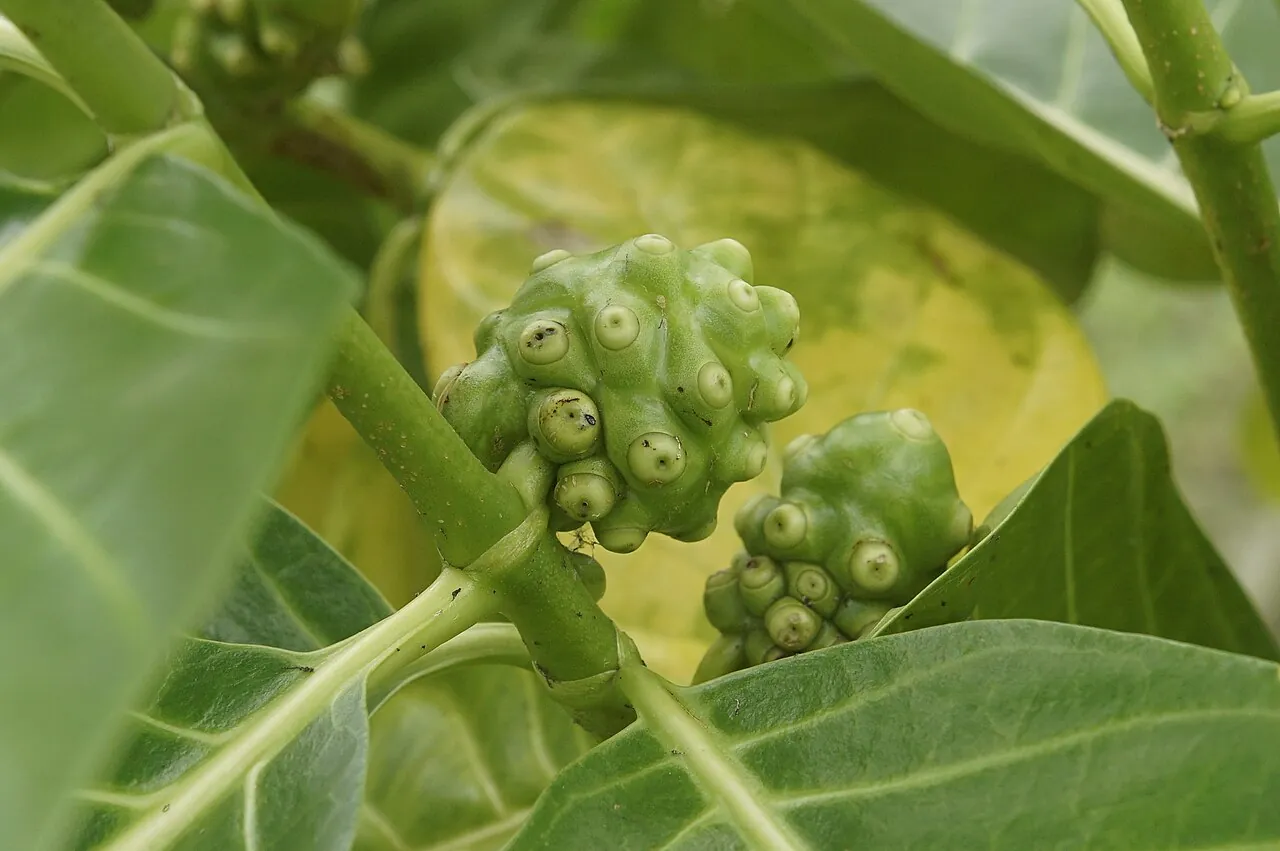 Noni, photo 3