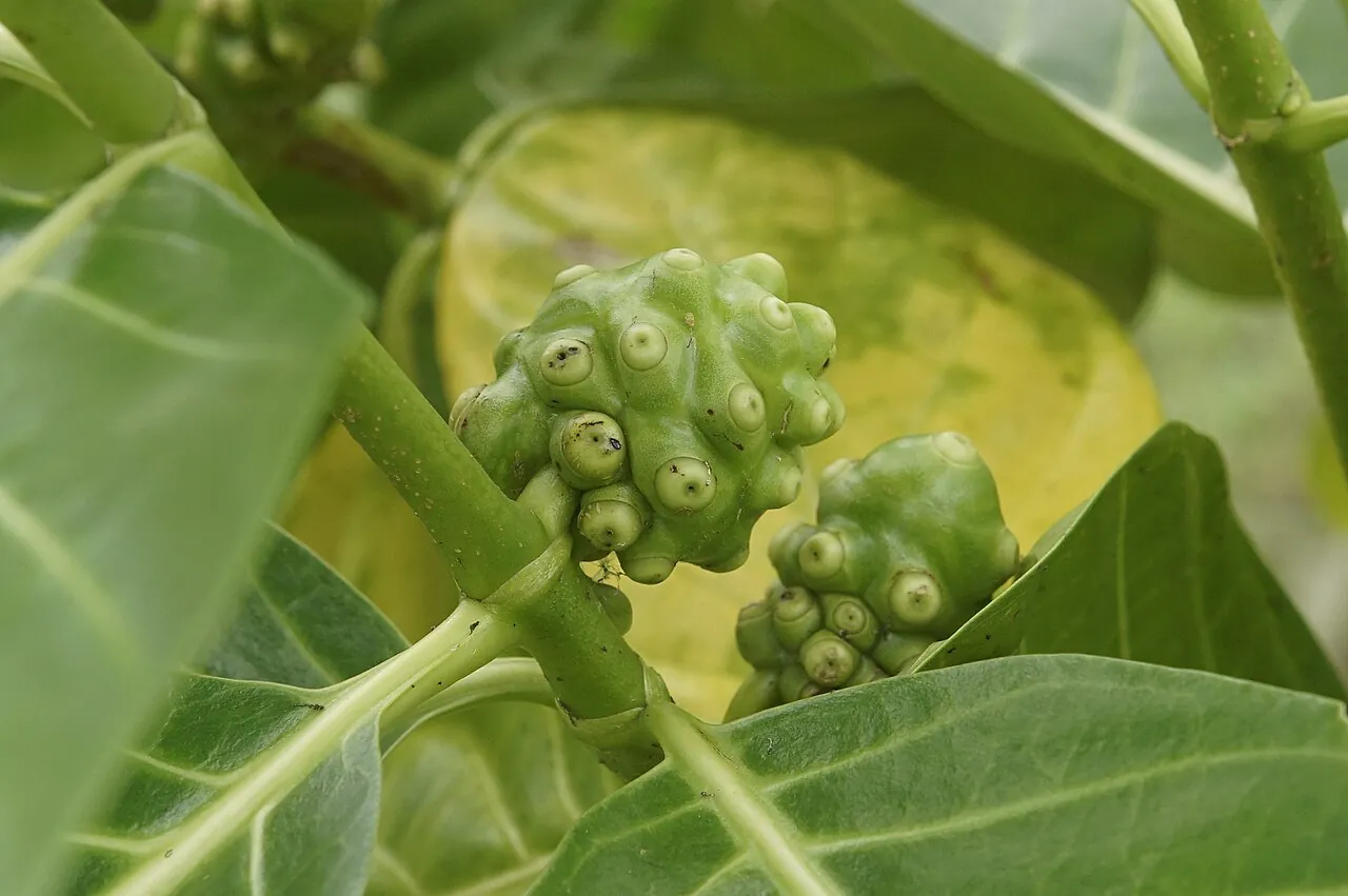 Noni, photo 4