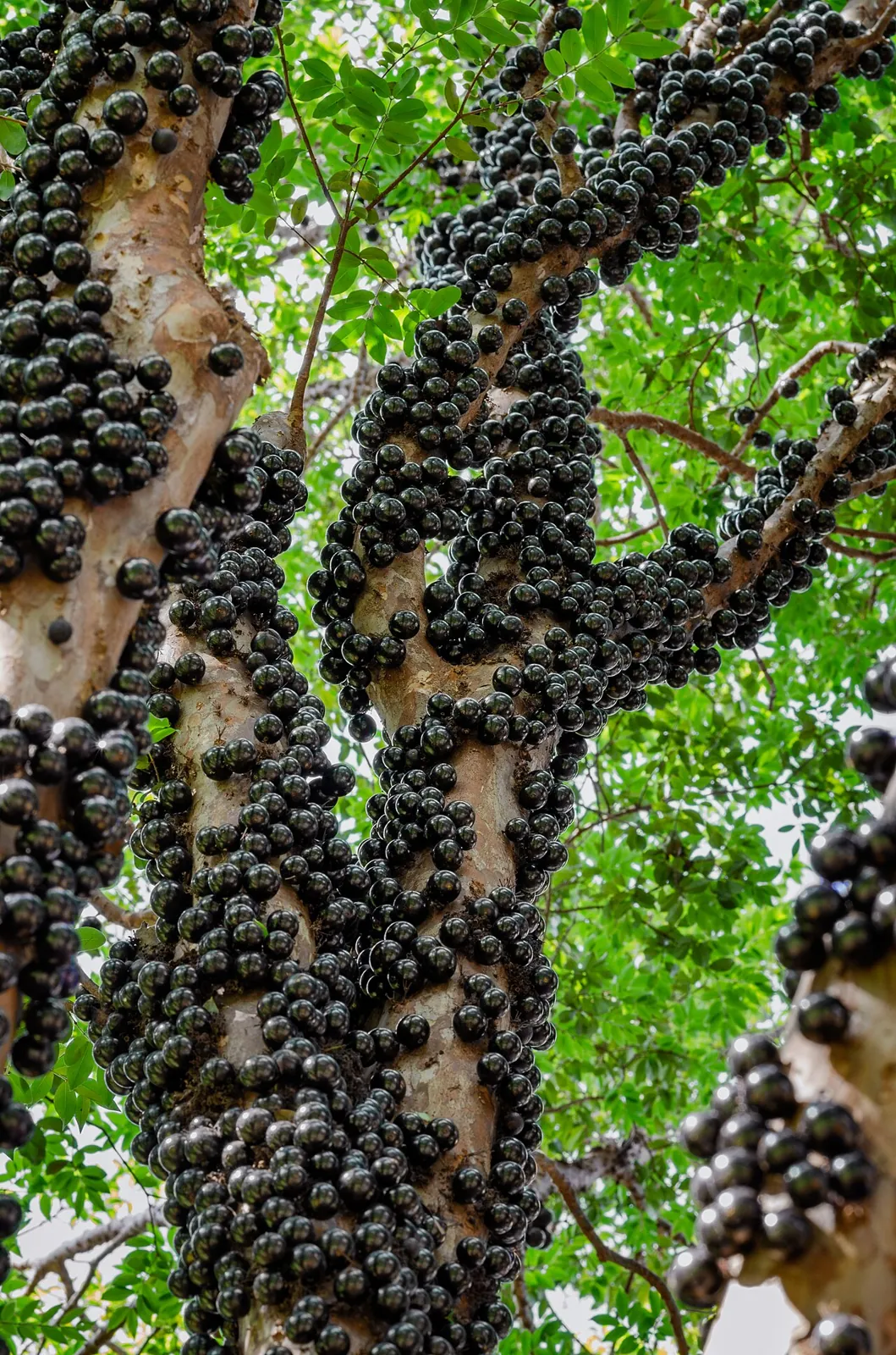 Jabuticaba, photo 2