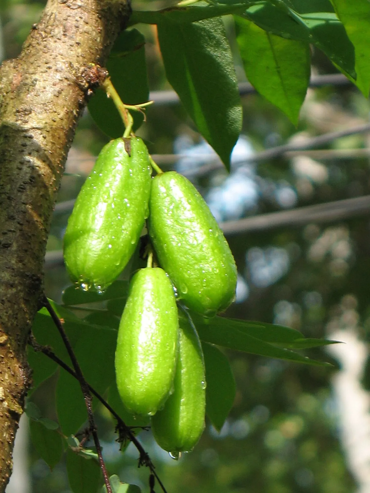 Bilimbi, photo 2