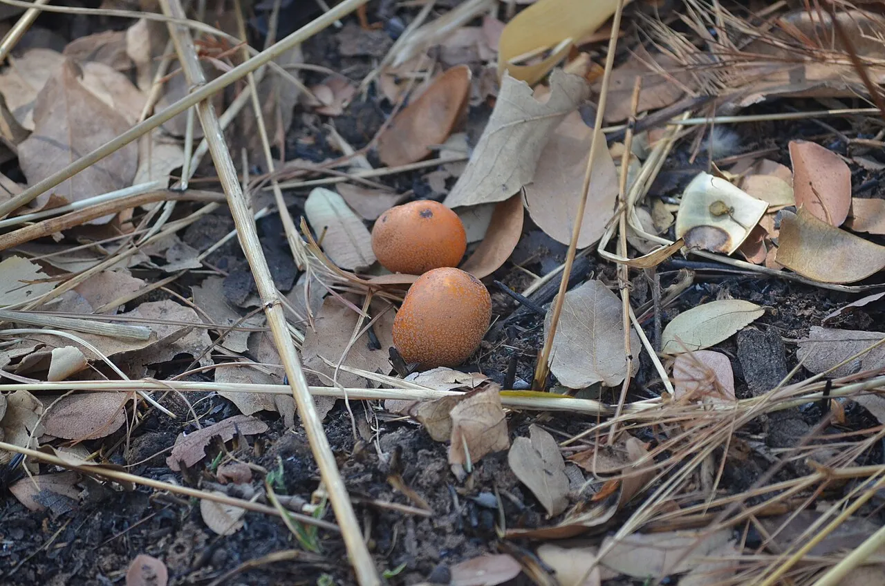 Mobola plum, photo 2