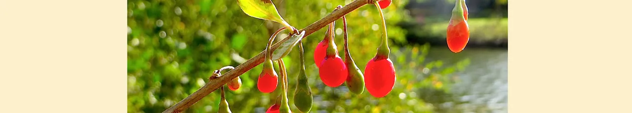 Goji berry, photo 3