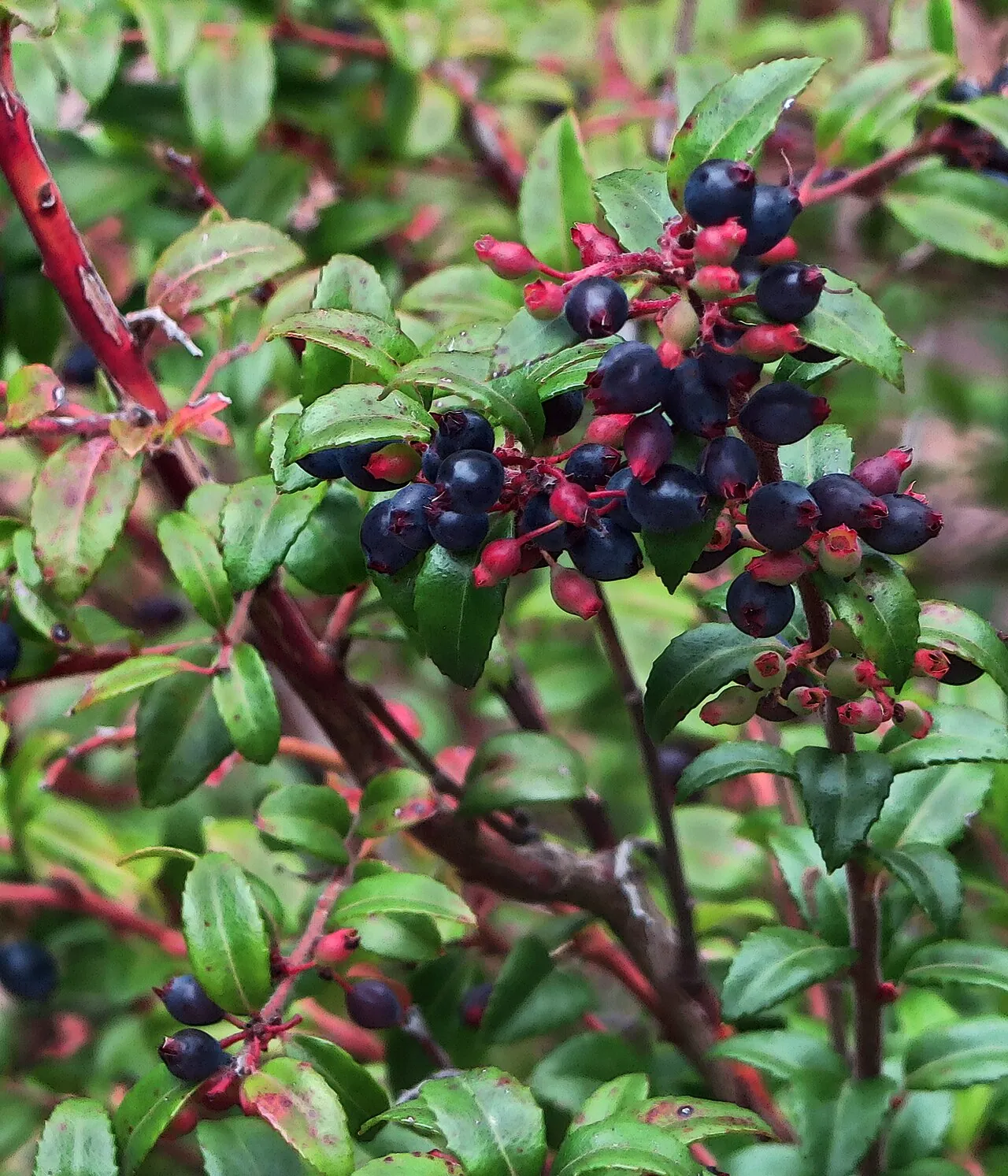 Evergreen huckleberry, photo 2