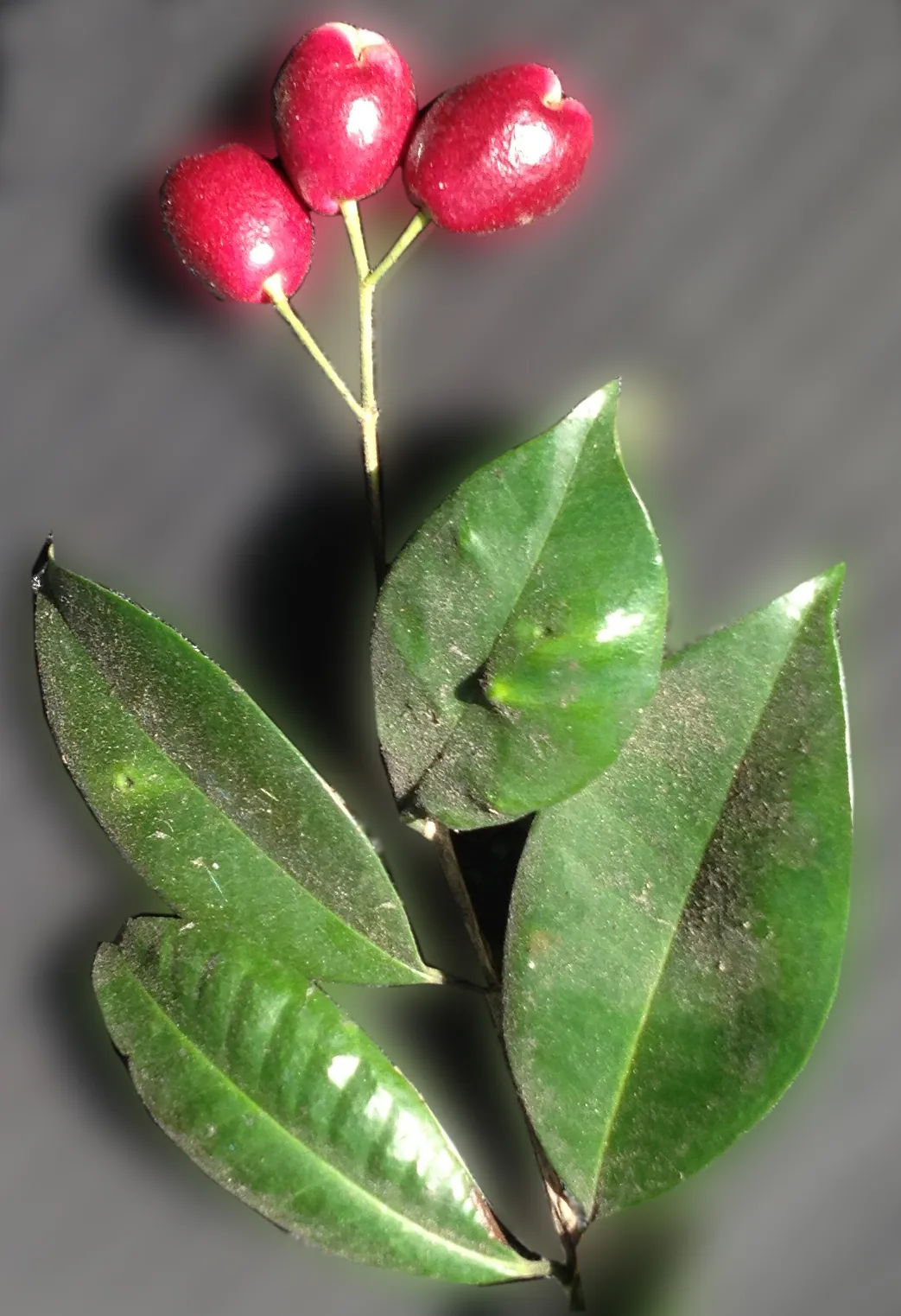 Magenta lilly pilly, photo 3