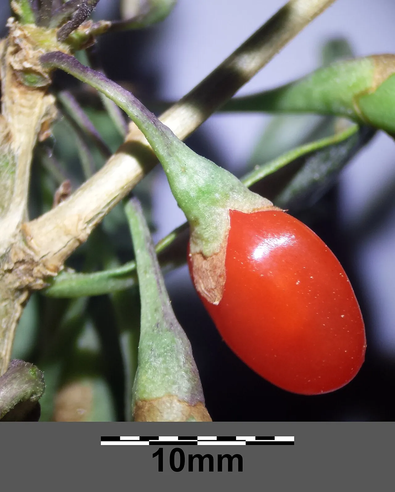 Goji berry, photo 1