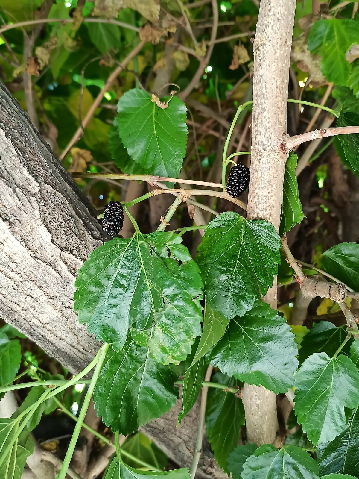 Mulberry, photo 3