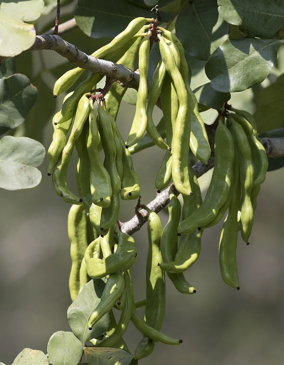 Carob, photo 1