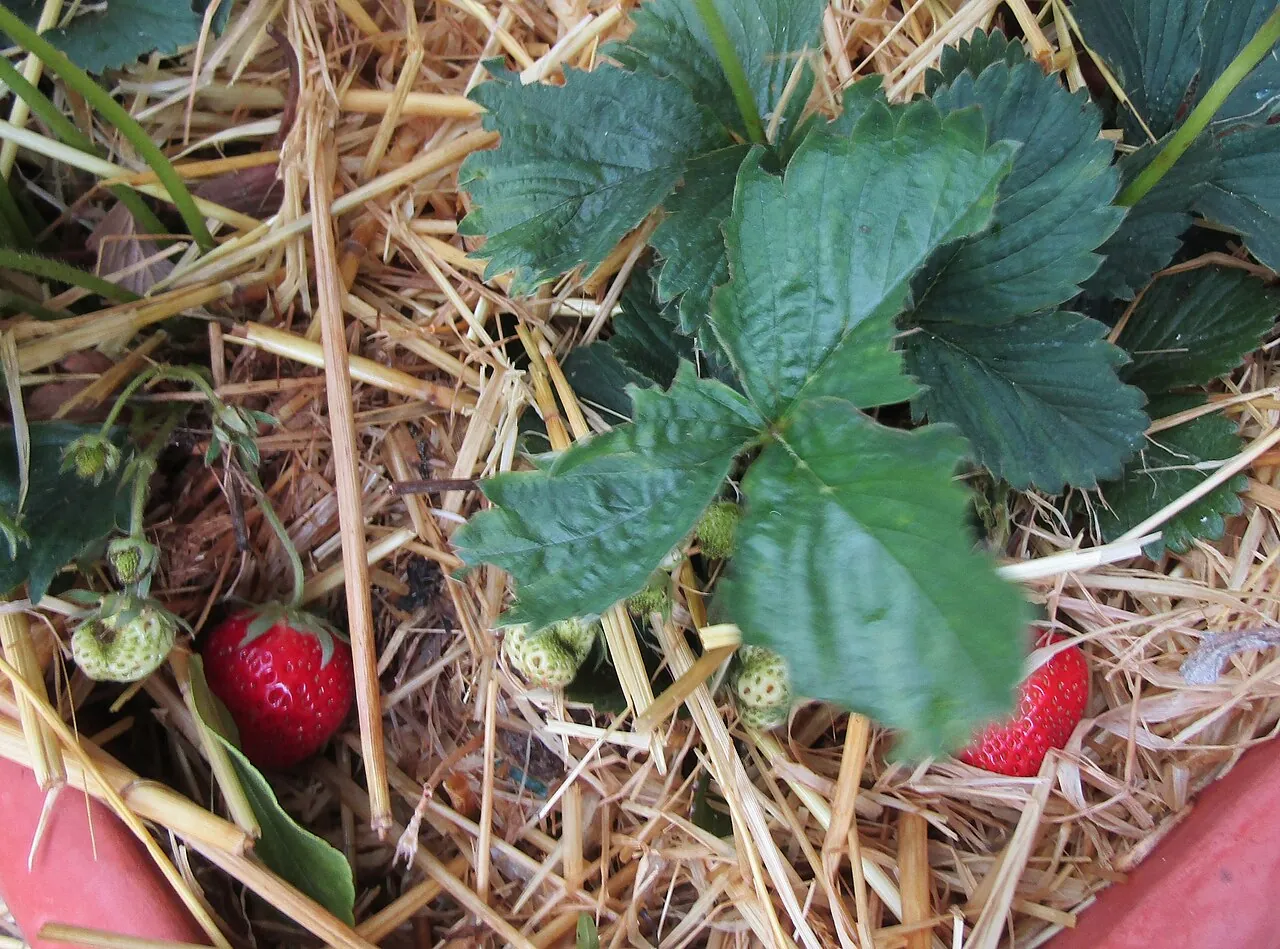 Strawberry, photo 3