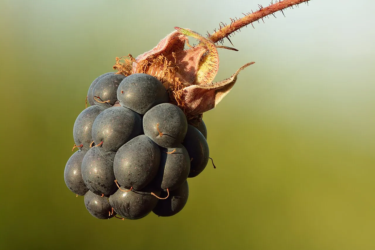 Boysenberry, photo 3