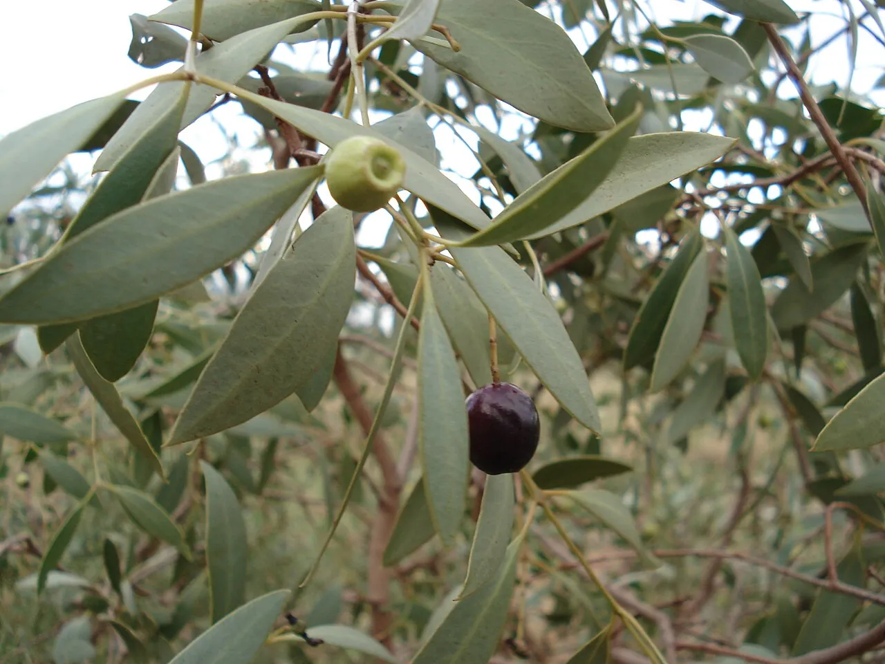 Kakadu plum, photo 3