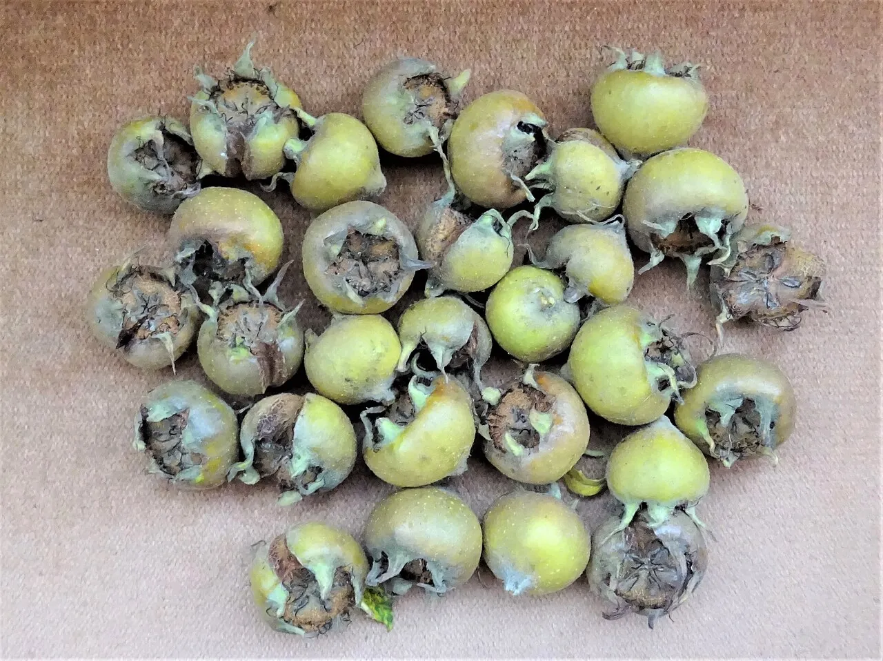 Medlar, photo 3