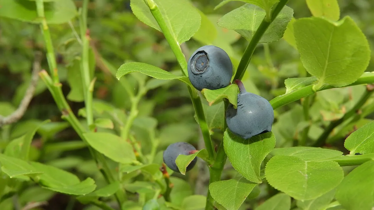 Bilberry, photo 1