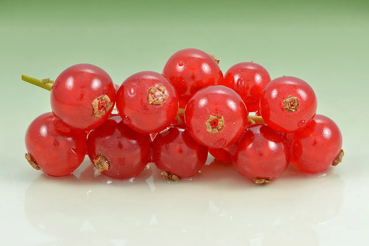 Redcurrant, photo 2