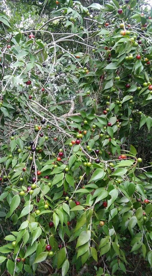 Rumberry, photo 2