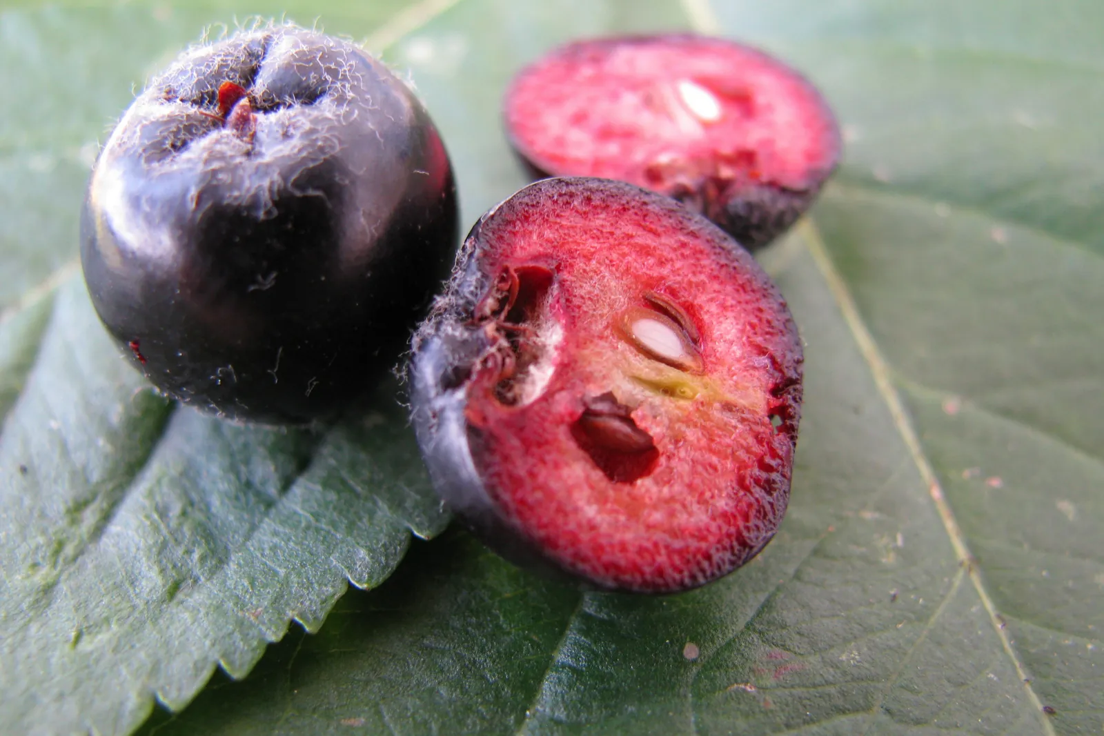 Chokeberry, photo 2
