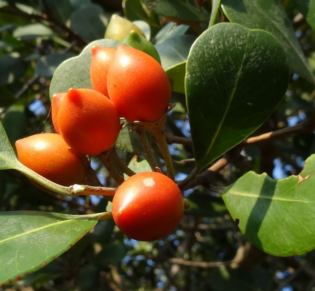 Coastal red milkwood fruit, photo 1