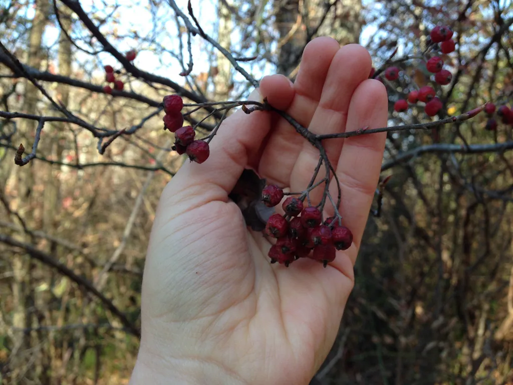 Red chokeberry, photo 1
