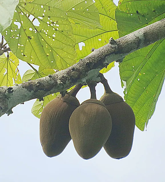 Chupa chupa, photo 1